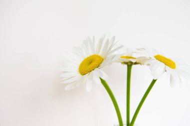 Eski ahşap bir masada vazodaki papatyalar. Yakın plan..