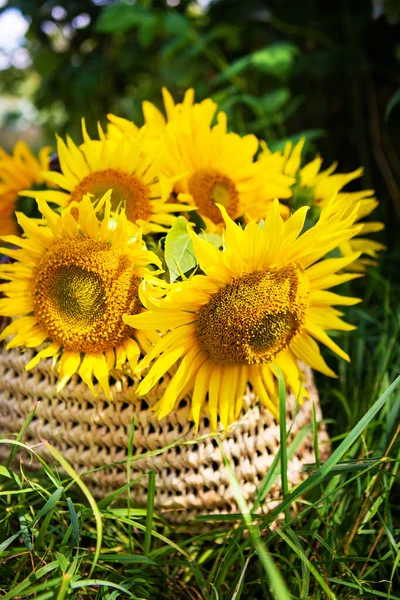 A bouquet of sunflowers lies in a straw bag on the green grass. Close-up.