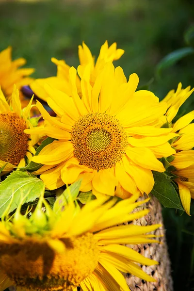 ひまわりの花束は 緑の芝生の上のわら袋にあります — ストック写真