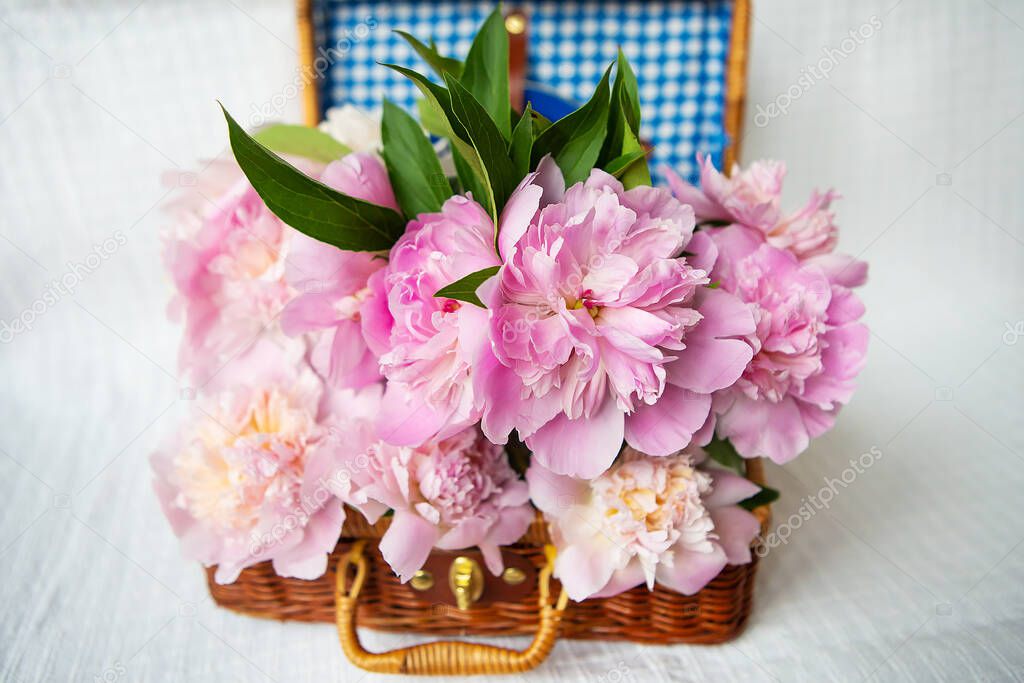 The beauty of a pink peonies bouquet in a vintage authentic brown suitcase, close-up.
