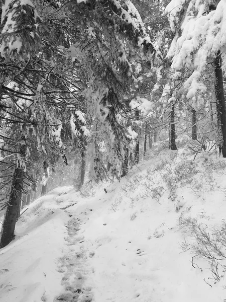 Inverno nas montanhas — Fotografia de Stock