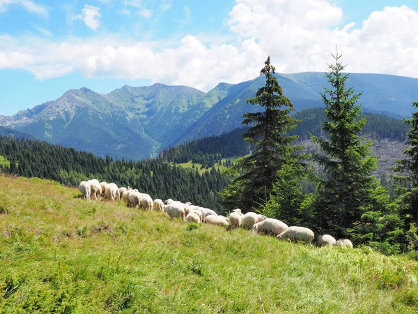 Stádo ovcí v horách: Tatry. Stock Fotografie