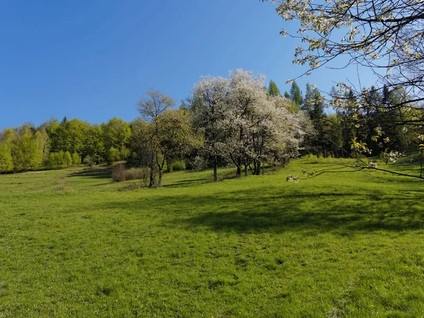 Frühling auf dem Hügel — Stockfoto