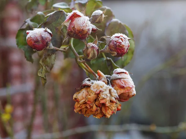 Rosen, donmuş tomurcukları