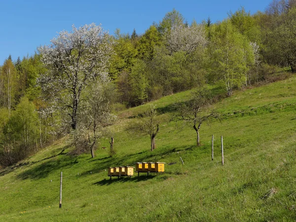 Hives on meadow — Stock Photo, Image
