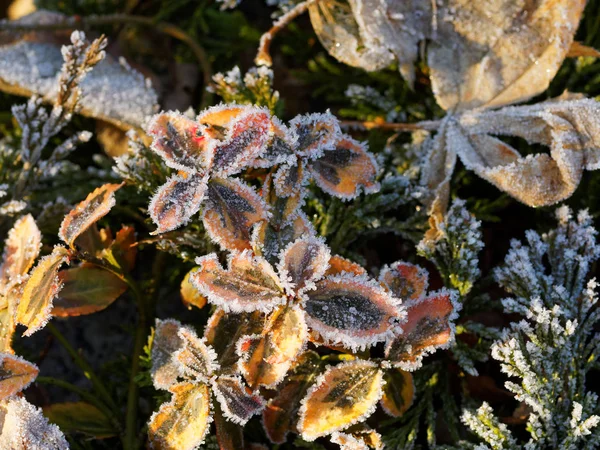 Donmuş japonica pieris 