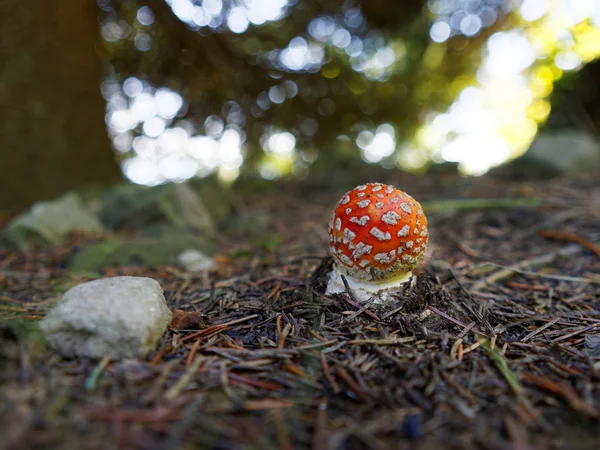 Küçük mantarı Sinek mantarı