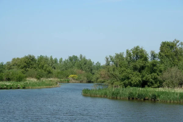 Biesbosch nemzeti park, — Stock Fotó