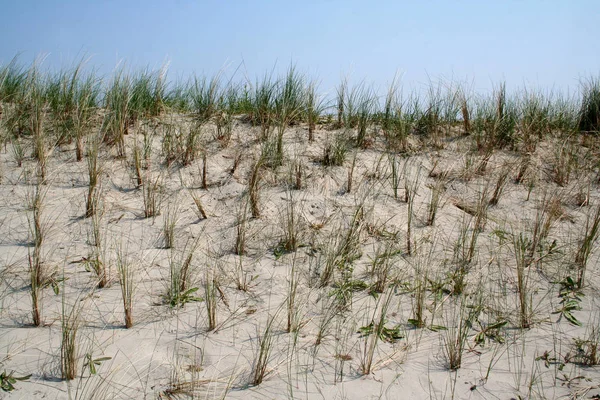 Marram çimler dunes güçlü — Stok fotoğraf