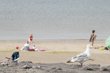 Brouwersdam, Delta inşaat yedinci yapısı üzerinde martı.