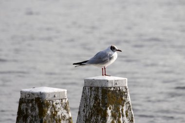 Martı dukdalf üzerinde