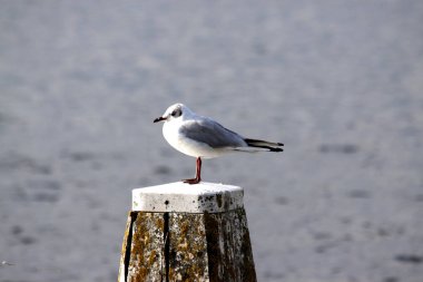 Martı dukdalf üzerinde