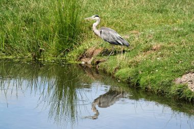 ada Marken, gri balıkçıl