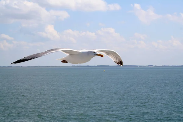 Gaivota voando sobre o Scheldt Oriental — Fotografia de Stock