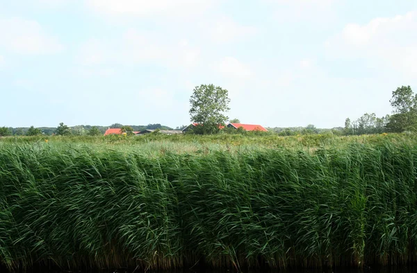 Reedland, surroundingof Renesse — Stock Photo, Image