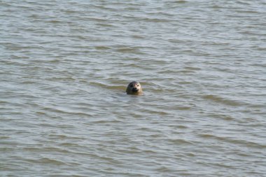 Mühür düşük tide, gelgit waddensea sudan bakar