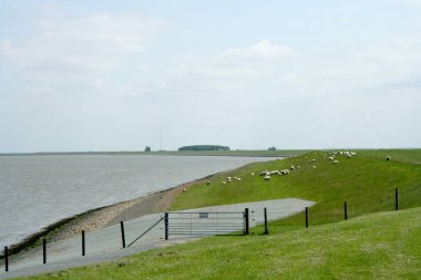 Ya yalvarmak ve Wadden Denizi