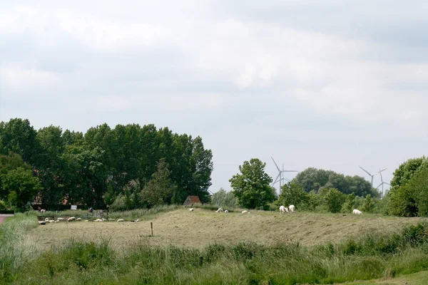 Krajobraz z owiec w Termunterzijl — Zdjęcie stockowe