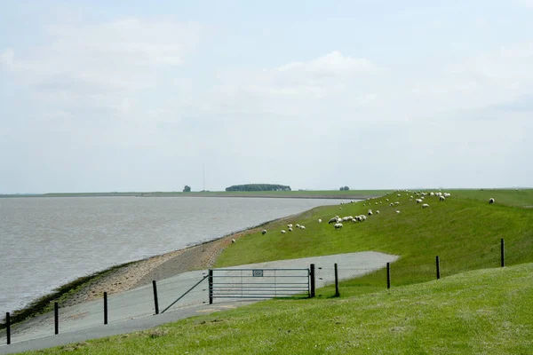 Dijk en Wadden zee — Stockfoto