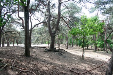 Teteringen ısıtıcı alanında Sandy 