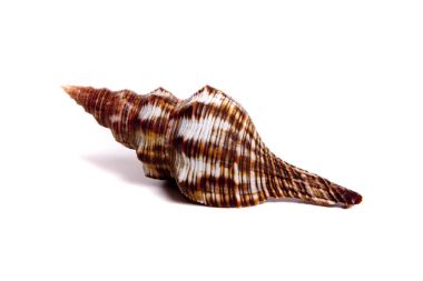 Fasciolaria fillamentosa 