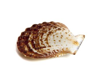 Pectun radula