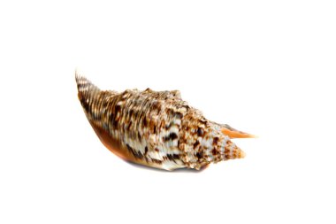 strombus chrysostomus  