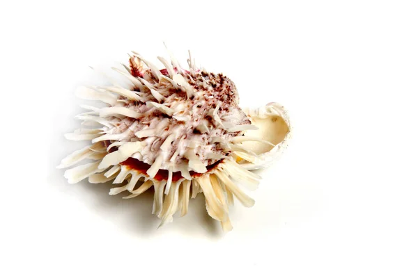 Spondylus barbatus — Stok fotoğraf