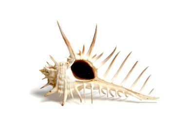 Labraunda'ya nigrospinosus