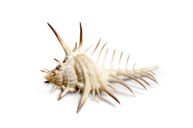 Labraunda'ya nigrospinosus