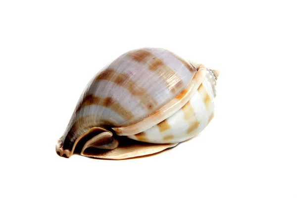 Phalium bandanum — Stockfoto