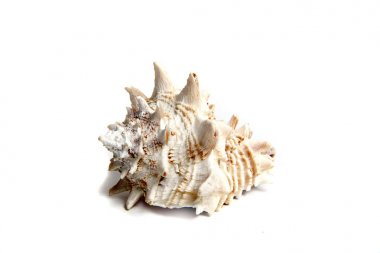 Stüdyoda beyaz bir arkaplanda deniz kabuğu.