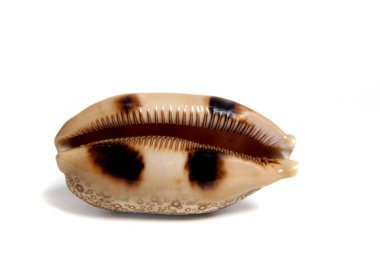 cypraea aurantium