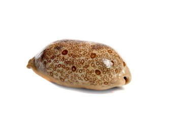 cypraea aurantium