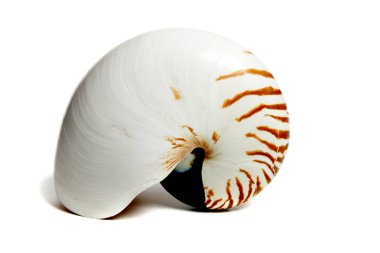 Nautilus repertus 