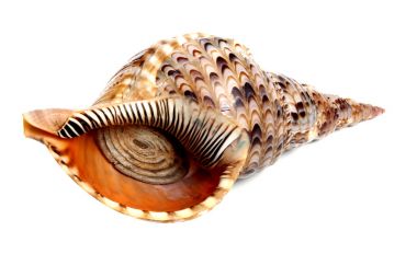 Charonia tritonis