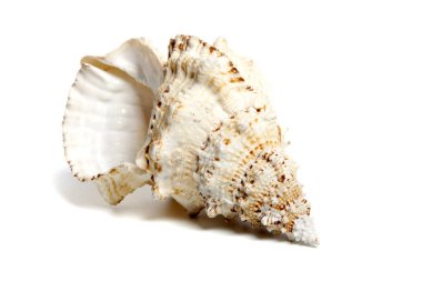Tutufa bubo