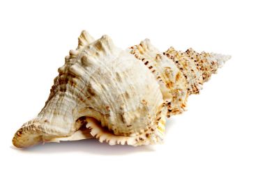 Tutufa bubo