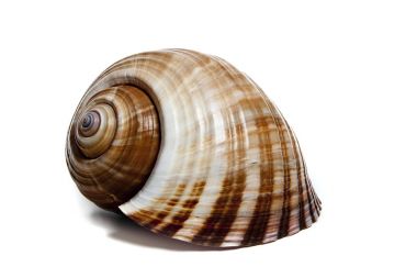 tonna ampulicea 