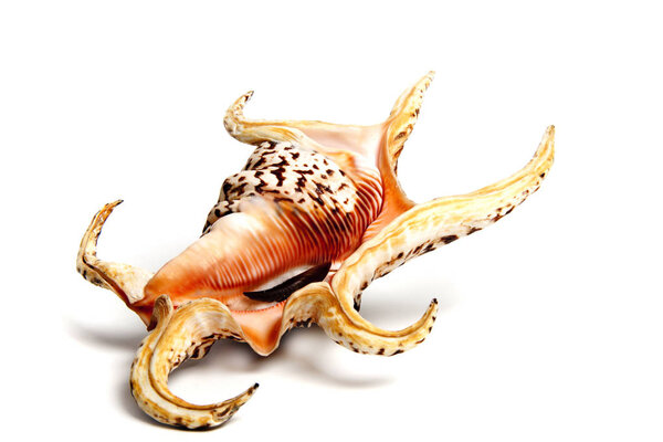 lambis chiragra chiragra