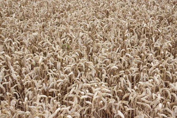 Cornfield en primer plano — Foto de Stock