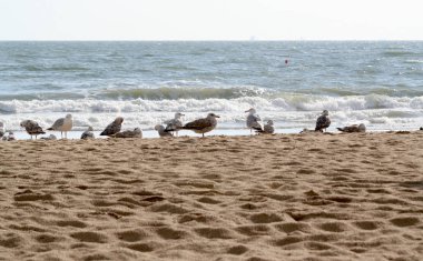 Plajın kumları kuşlar