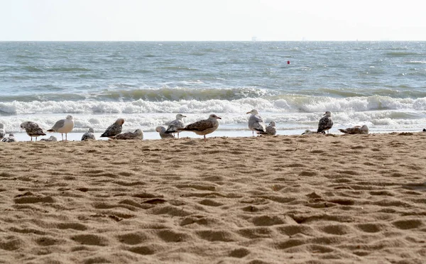 Birds in the sand of the beach — Stock Photo, Image
