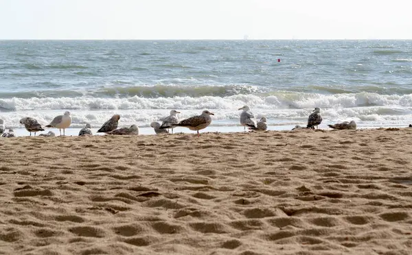 Plajın kumları kuşlar