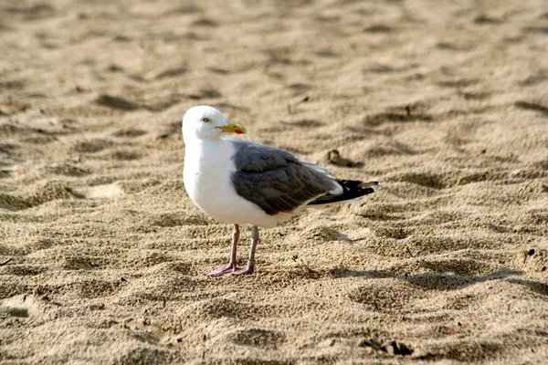 Vogels in het zand van het strand — Stockfoto