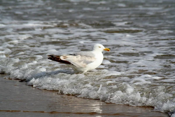 Pás de gaivota na água — Fotografia de Stock