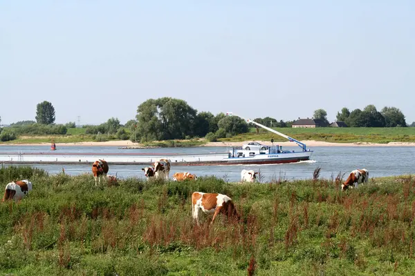 Friesian 牛在河边放牧 — 图库照片