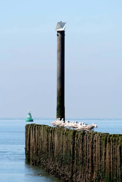 北海のビーチと北海のビーチ ・ ライフ — ストック写真