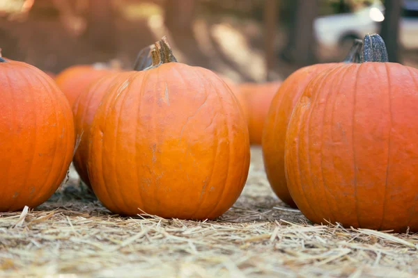 Pumpkins for sale — Stock Photo, Image