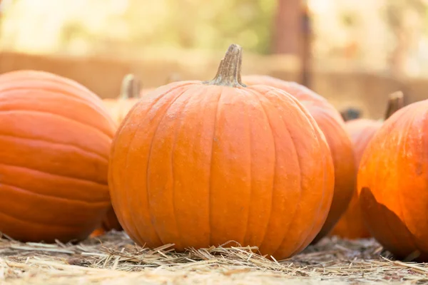 Pumpkins for sale — Stock Photo, Image